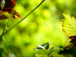 خیلی خیلی کوچک (1) (کفشدوزک)